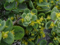 Tetragonia maritima