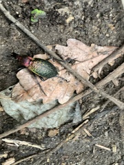 Carabus smaragdinus