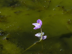 Utricularia purpurea