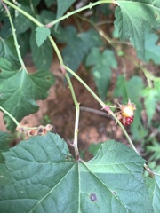 Rubus crataegifolius