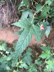 Rubus crataegifolius