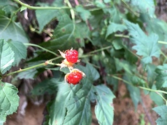 Rubus crataegifolius