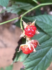 Rubus crataegifolius