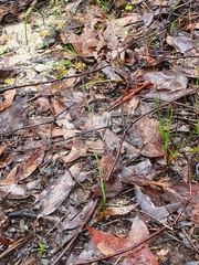 Thelymitra