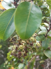 Metrosideros polymorpha