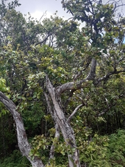 Metrosideros polymorpha