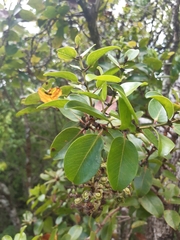 Metrosideros polymorpha