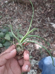 Tillandsia bulbosa