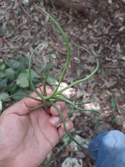 Tillandsia bulbosa