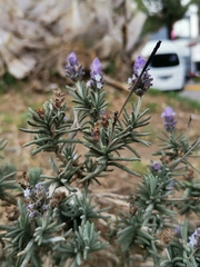 Lavandula