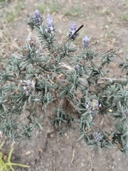 Lavandula