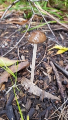 Oudemansiella