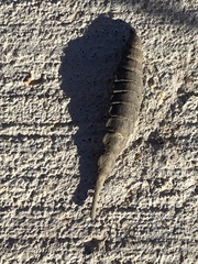 Symphyta