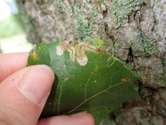 Stigmella salicis
