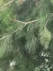 Pinus