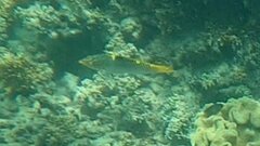 Halichoeres hortulanus