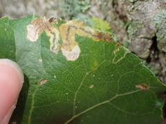 Stigmella salicis