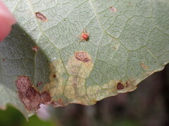 Stigmella salicis