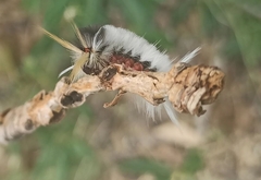 Halysidota ruscheweyhi