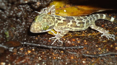 Cyrtodactylus baluensis
