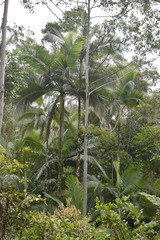 Archontophoenix maxima