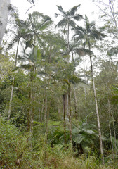 Archontophoenix maxima