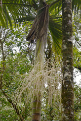 Archontophoenix maxima