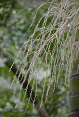 Archontophoenix maxima