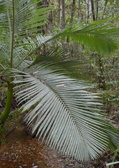 Archontophoenix maxima