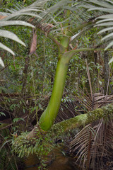 Archontophoenix maxima