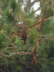 Pinus