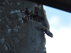 Sceloporus torquatus