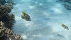 Chelmon rostratus