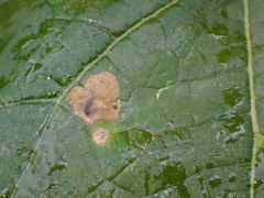 Amauromyza pleuralis