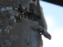 Sceloporus torquatus