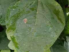 Amauromyza pleuralis