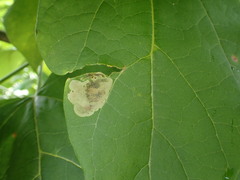 Amauromyza pleuralis