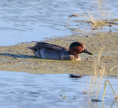 Anas crecca carolinensis
