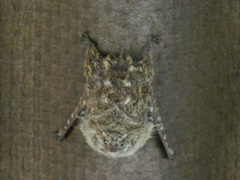 Rhynchonycteris naso