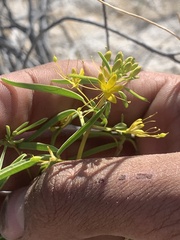 Cleomella plocasperma