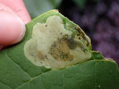 Amauromyza pleuralis