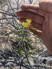 Cleomella plocasperma