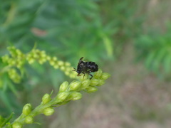Ripiphoridae