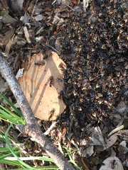 Dolichoderus doriae
