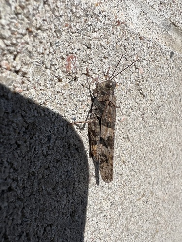Pallid-winged Grasshopper photo 3