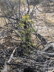 Cleomella plocasperma