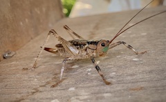 Ancistrocercus circumdatus