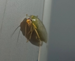 Panchlora