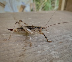 Ancistrocercus circumdatus