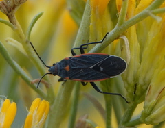 Melacoryphus lateralis